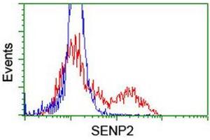 Image no. 2 for anti-SUMO1/sentrin/SMT3 Specific Peptidase 2 (SENP2) (AA 139-523) antibody (ABIN1490924) (SENP2 抗体  (AA 139-523))
