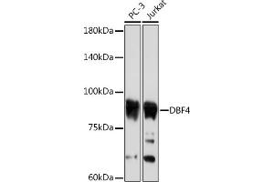 Western blot analysis of extracts of various cell lines, using DBF4 Rabbit mAb (ABIN7266677) at 1:1000 dilution. (DBF4 抗体)