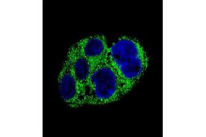 Confocal immunofluorescent analysis of ACR Antibody (C-term) (ABIN654069 and ABIN2843966) with HepG2 cell followed by Alexa Fluor® 488-conjugated goat anti-rabbit lgG (green). (AMACR 抗体  (C-Term))