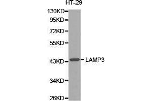 Western Blotting (WB) image for anti-Lysosomal-Associated Membrane Protein 3 (LAMP3) antibody (ABIN1873506) (LAMP3 抗体)