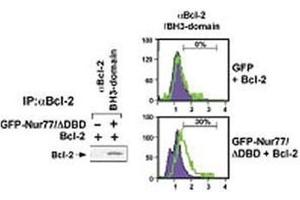 Flow Cytometry (FACS) image for anti-B-Cell CLL/lymphoma 2 (BCL2) (AA 75-110) antibody (ABIN3030102)