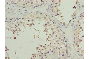 Immunohistochemistry of paraffin-embedded human testis tissue using ABIN7165927 at dilution of 1:100 (CPI-17 抗体  (Regulatory Subunit 14A))