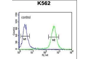 ATP4B Antibody (N-term) (ABIN651374 and ABIN2840208) flow cytometric analysis of K562 cells (right histogram) compared to a negative control cell (left histogram). (ATP4b 抗体  (N-Term))