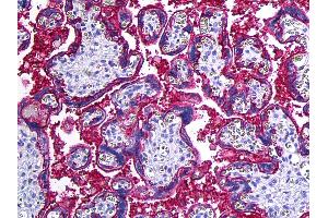 Anti-CD46 antibody IHC of human placenta. (CD46 抗体)