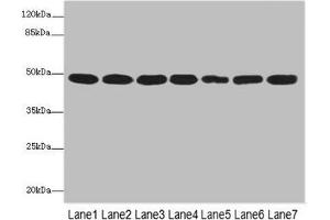 Western blot All lanes: COPS3 antibody at 3. (COPS3 抗体  (AA 194-423))