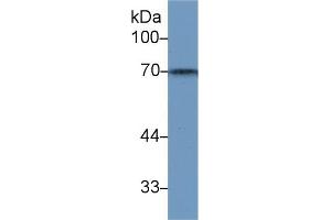 Western Blotting (WB) image for anti-Heat Shock 70kDa Protein 1-Like (HSPA1L) (AA 1-641) antibody (ABIN7433087)