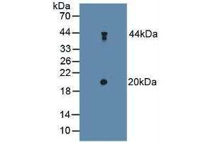 Detection of dSIP in Mouse Cerebellum Tissue using Polyclonal Antibody to Delta-Sleep Inducing Peptide (dSIP) (TSC22D3 抗体  (AA 1-134))