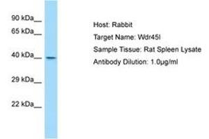 WD Repeat Domain 45B (WDR45B) (C-Term) 抗体