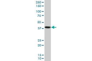 PDLIM2 MaxPab polyclonal antibody. (PDLIM2 抗体  (AA 1-352))