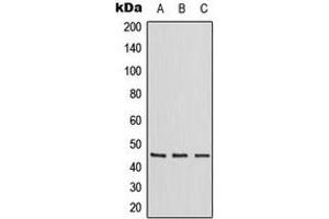 Western blot analysis of ZNF174 expression in Jurkat (A), Raw264.