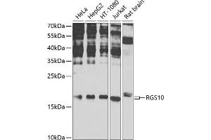 Western blot analysis of extracts of various cell lines, using RGS10 antibody (ABIN6131984, ABIN6146912, ABIN6146913 and ABIN6225281) at 1:1000 dilution. (RGS10 抗体  (AA 1-181))