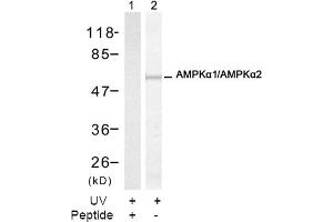 Image no. 2 for anti-Protein Kinase, AMP-Activated, alpha 1 Catalytic Subunit (PRKAA1) (Thr174) antibody (ABIN197410) (PRKAA1 抗体  (Thr174))