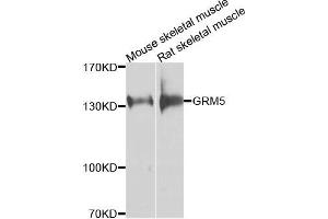 Western blot analysis of extracts of various cells, using GRM5 antibody. (Metabotropic Glutamate Receptor 5 抗体)