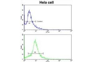 Flow Cytometry (FACS) image for anti-Eukaryotic Translation Initiation Factor 3 Subunit H (EIF3H) antibody (ABIN3002723) (EIF3H 抗体)