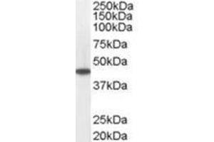 Image no. 1 for anti-Medium-Chain Specific Acyl-CoA Dehydrogenase, Mitochondrial (C-Term) antibody (ABIN374273) (Medium-Chain Specific Acyl-CoA Dehydrogenase, Mitochondrial (C-Term) 抗体)