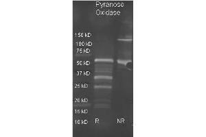 Goat anti Pyranose Oxidase antibody  was used to detect pyranose oxidase under reducing (R) and non-reducing (NR) conditions. (Pyranose Oxidase 抗体  (Biotin))