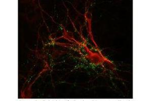 Image no. 3 for anti-Synapsin I (SYN1) antibody (ABIN305714) (SYN1 抗体)