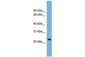 Image no. 1 for anti-FEV (ETS Oncogene Family) (FEV) (AA 35-84) antibody (ABIN6745634) (FEV 抗体  (AA 35-84))