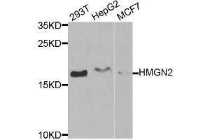 Western blot analysis of extracts of various cell lines, using HMGN2 antibody (ABIN1877142) at 1:1000 dilution. (HMGN2 抗体)
