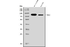 Western blot analysis of Chromogranin A/Chga using anti-Chromogranin A/Chga antibody (ABIN7601533).