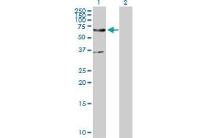 Western Blot analysis of EDEM2 expression in transfected 293T cell line by EDEM2 MaxPab polyclonal antibody. (EDEM2 抗体  (AA 1-578))
