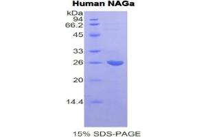 SDS-PAGE (SDS) image for N-Acetylgalactosaminidase, alpha (NAGA) ELISA Kit (ABIN6720593)