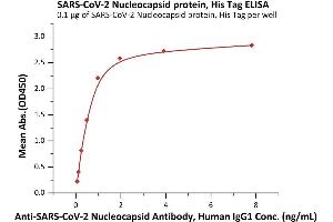Immobilized SARS-CoV-2 Nucleocapsid protein, His Tag (ABIN6971314,ABIN6971315) at 1 μg/mL (100 μL/well) can bind A-CoV-2 Nucleocapsid Antibody, Human IgG1  with a linear range of 0. (SARS-CoV-2 Nucleocapsid Protein (SARS-CoV-2 N) (D3L, G204R, R203K, S235F) (His tag))