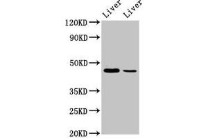 Western Blot Positive WB detected in: Mouse liver tissue, Rat liver tissue All lanes: DDB2 antibody at 4. (DDB2 抗体  (AA 1-185))
