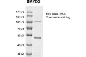 Recombinant SMYD3 protein gel. (SMYD3 Protein (DYKDDDDK Tag))