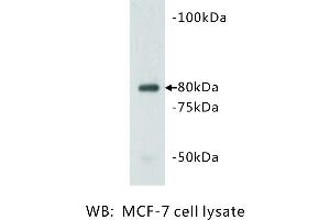 Image no. 1 for anti-Vang-Like 1 (Vangl1) antibody (ABIN1112943) (Vangl1 抗体)