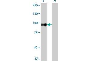 Western Blot analysis of SRPK1 expression in transfected 293T cell line by SRPK1 monoclonal antibody (M03), clone 6G9. (SRPK1 抗体  (AA 371-470))
