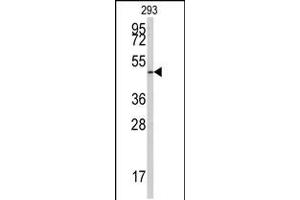 Western blot analysis of anti-E2F1 Antibody (S332) in 293 cell line lysates (35ug/lane) (E2F1 抗体  (AA 310-344))