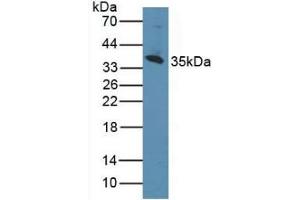 Western blot analysis of Human K562 Cells. (CD1d 抗体  (AA 56-271))