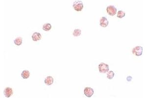 Immunohistochemistry (IHC) image for anti-NLR Family, Pyrin Domain Containing 13 (NLRP13) (N-Term) antibody (ABIN1031468) (NLRP13 抗体  (N-Term))