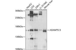 Western blot analysis of extracts of various cell lines, using  antibody (ABIN6129875, ABIN6136541, ABIN6136542 and ABIN6224558) at 1:1000 dilution. (ADAMTS13 抗体  (AA 1300-1400))