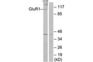 Western blot analysis of extracts from COS7 cells, using GluR1 (Ab-863) Antibody. (Glutamate Receptor 1 抗体  (AA 829-878))