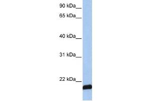 Western Blotting (WB) image for anti-ADP-Ribosylation Factor 6 (ARF6) antibody (ABIN2459781)