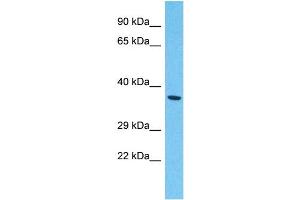Host:  Rabbit  Target Name:  DNAJC28  Sample Type:  721_B Whole Cell lysates  Antibody Dilution:  1. (DNAJC28 抗体  (N-Term))