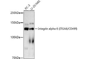 Western blot analysis of extracts of various cell lines, using Integrin alpha 6 (ITG/CD49f) antibody (ABIN7267938) at 1:1000 dilution. (ITGA6 抗体)