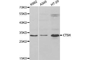 Western blot analysis of extracts of various cell lines, using CTSH antibody. (Cathepsin H 抗体)