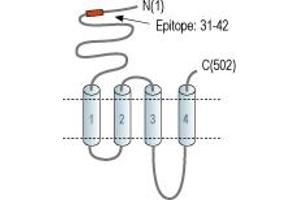 anti-Cholinergic Receptor, Nicotinic, alpha 7 (Neuronal) (CHRNA7) (AA 31-42), (Extracellular), (N-Term) antibody (FITC)