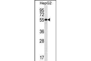 UGDH Antibody (C-term) (ABIN656544 and ABIN2845808) western blot analysis in HepG2 cell line lysates (35 μg/lane). (UGDH 抗体  (C-Term))