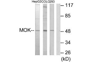 Western Blotting (WB) image for anti-MOK Protein Kinase (MOK) (Internal Region) antibody (ABIN1850096) (MOK 抗体  (Internal Region))