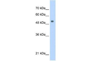 WB Suggested Anti-SERBP1 Antibody Titration:  0. (SERBP1 抗体  (Middle Region))