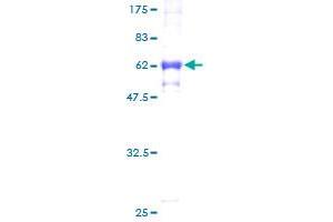 KCNG1 Protein (AA 1-275) (GST tag)