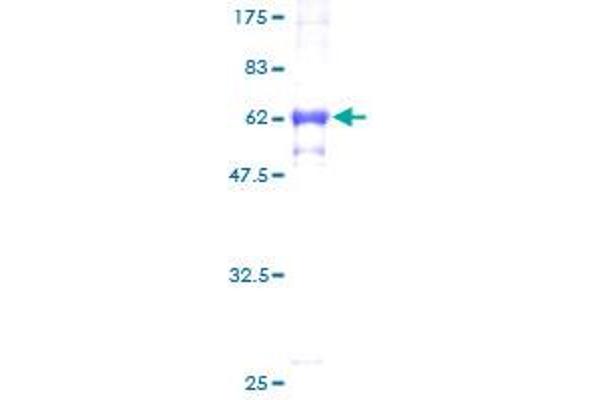 KCNG1 Protein (AA 1-275) (GST tag)