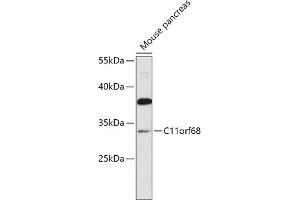 Western blot analysis of extracts of Mouse pancreas, using C11orf68 antibody (ABIN7266371) at 1:1000 dilution. (C11orf68 抗体  (AA 42-292))