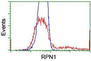 HEK293T cells transfected with either RC201554 overexpress plasmid (Red) or empty vector control plasmid (Blue) were immunostained by anti-RPN1 antibody (ABIN2455100), and then analyzed by flow cytometry. (RPN1 抗体)