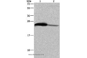 Western blot analysis of Human testis tissue and HepG2 cell, using GSTA3 Polyclonal Antibody at dilution of 1:250 (GSTA3 抗体)