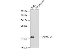 Western blot analysis of extracts of various cell lines using TriMethyl-Histone H3-K79 Polyclonal Antibody. (Histone 3 抗体  (3meLys79))